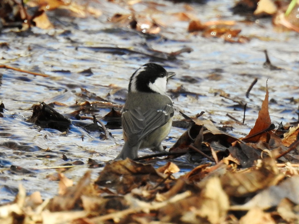 ירגזי שחור - ML645777648
