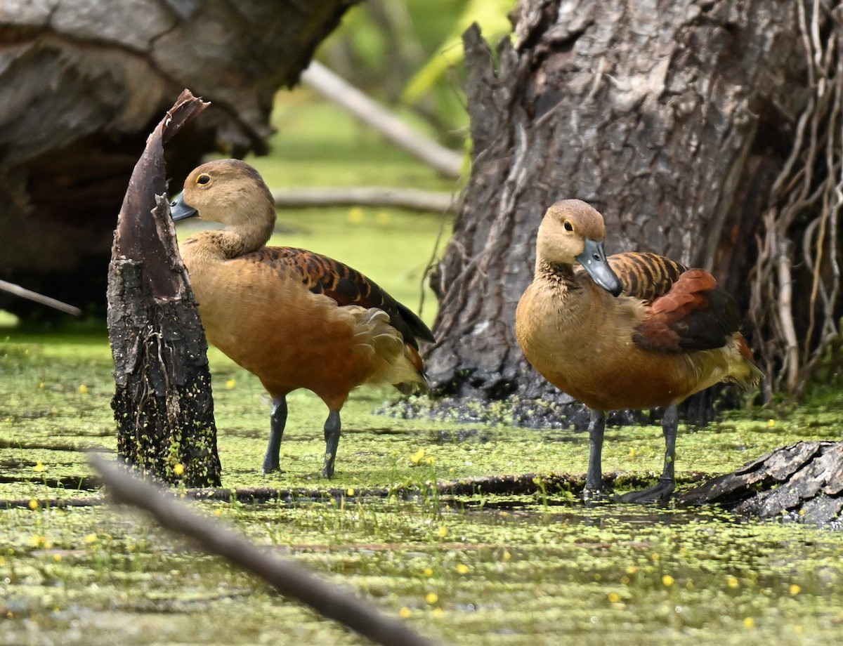 אווזון קטן - ML645777649