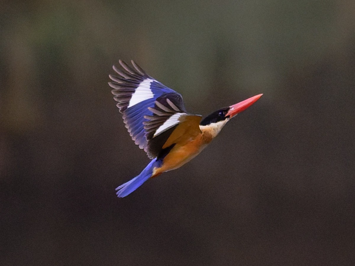 Black-capped Kingfisher - ML645777650