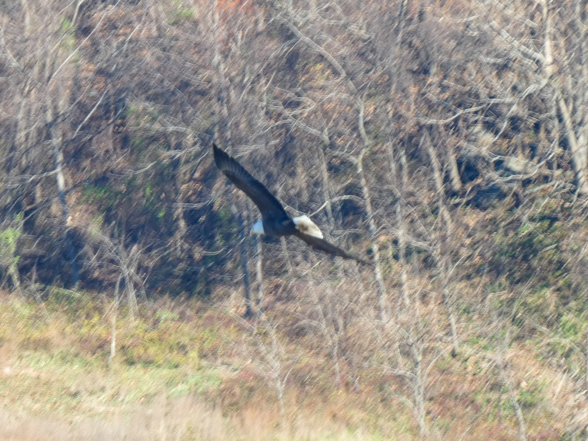 ハクトウワシ - ML645777652