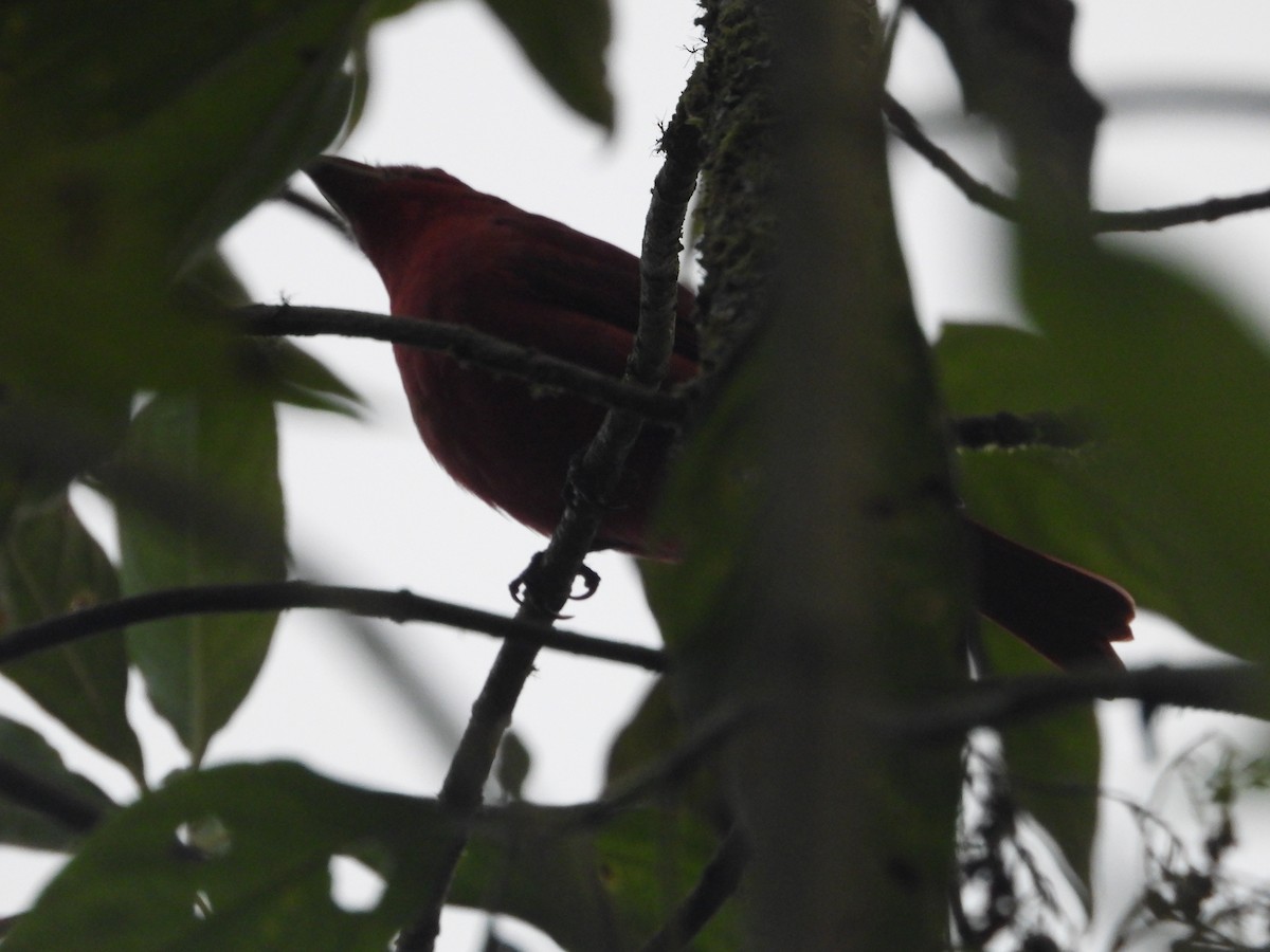 Scarlet Tanager - ML645777659