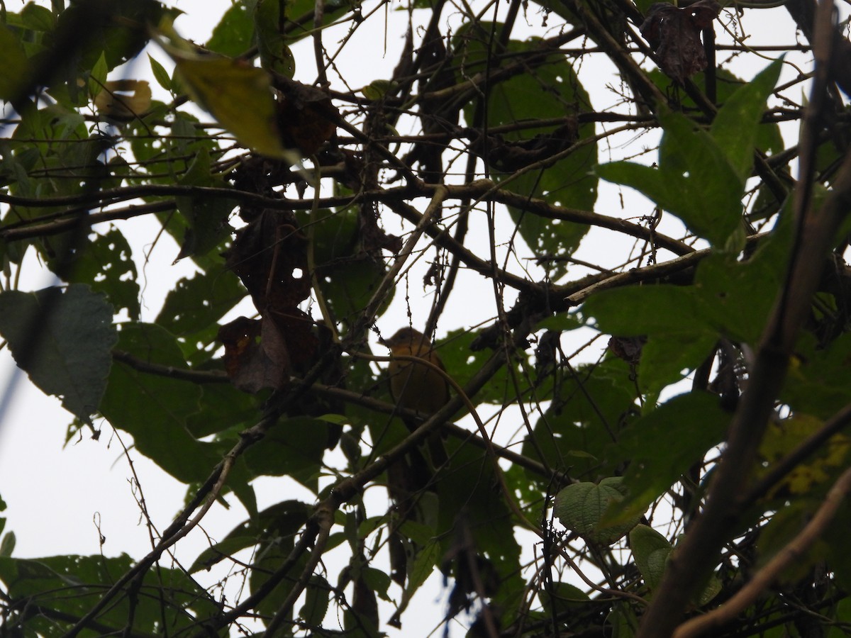 Scarlet Tanager - ML645777660