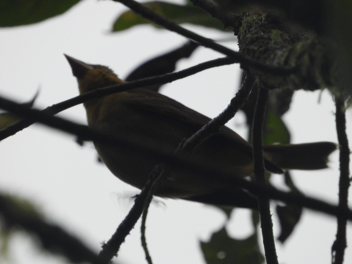 Scarlet Tanager - ML645777661