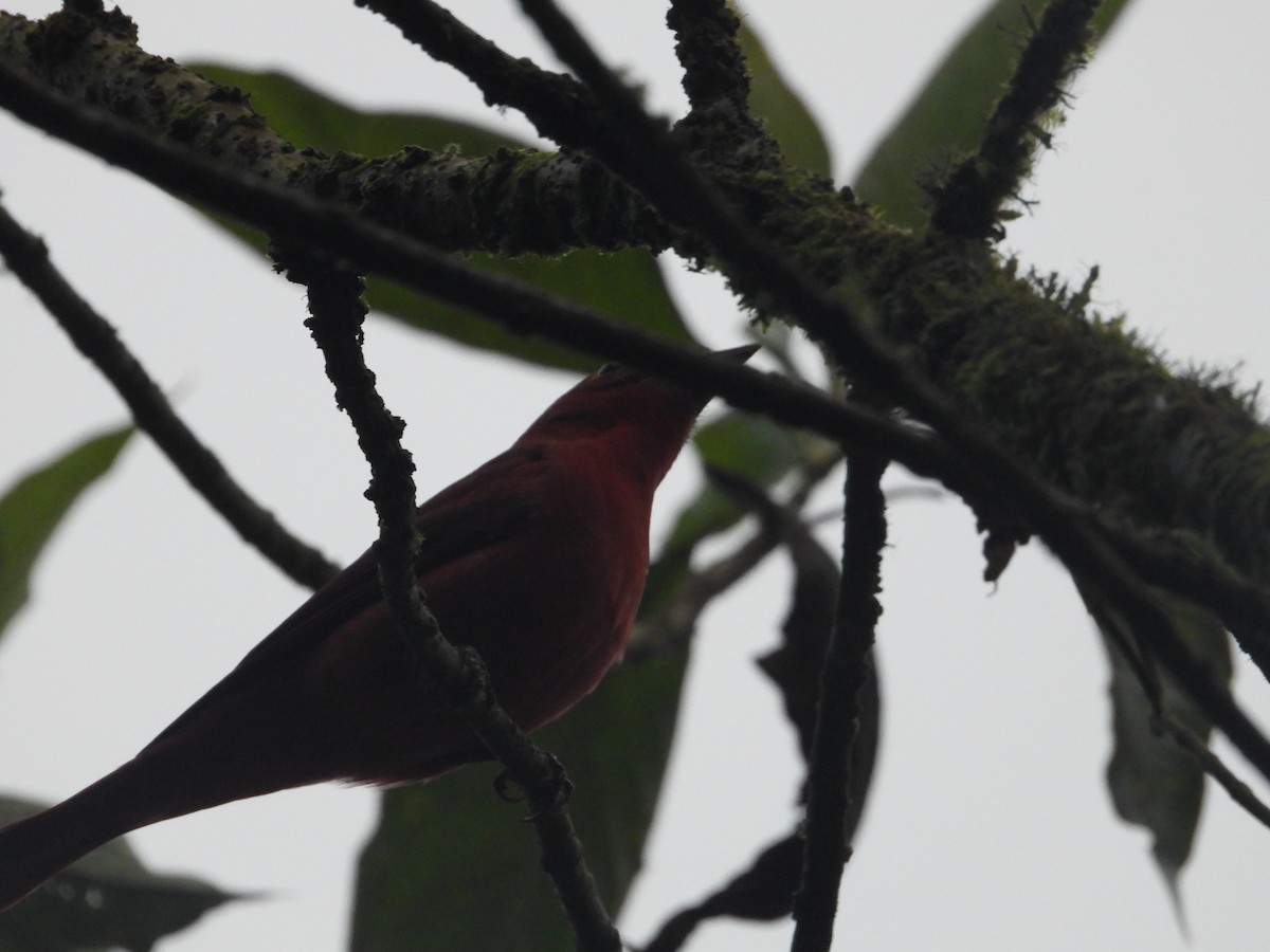 Scarlet Tanager - ML645777662