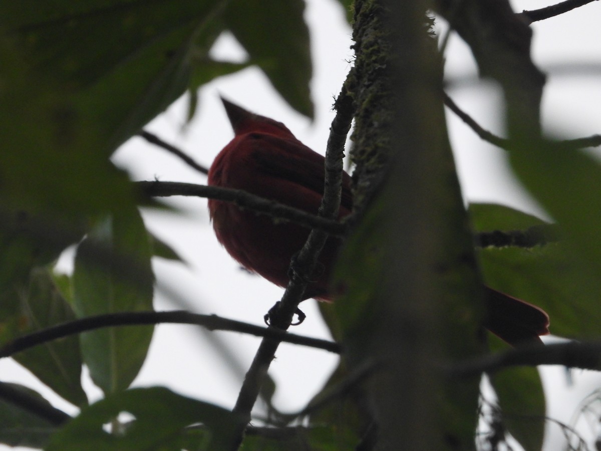 Scarlet Tanager - ML645777664