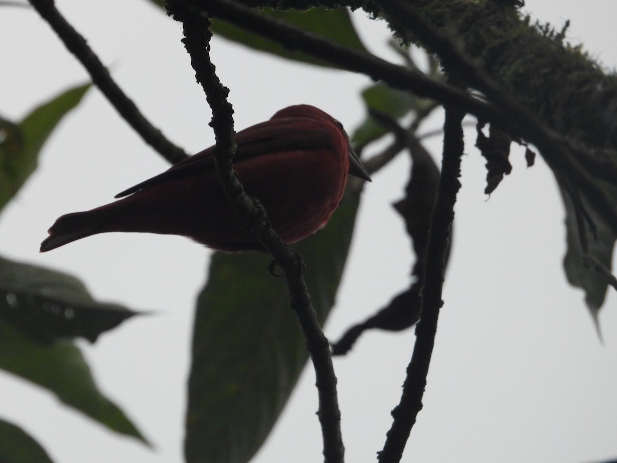 Scarlet Tanager - ML645777666