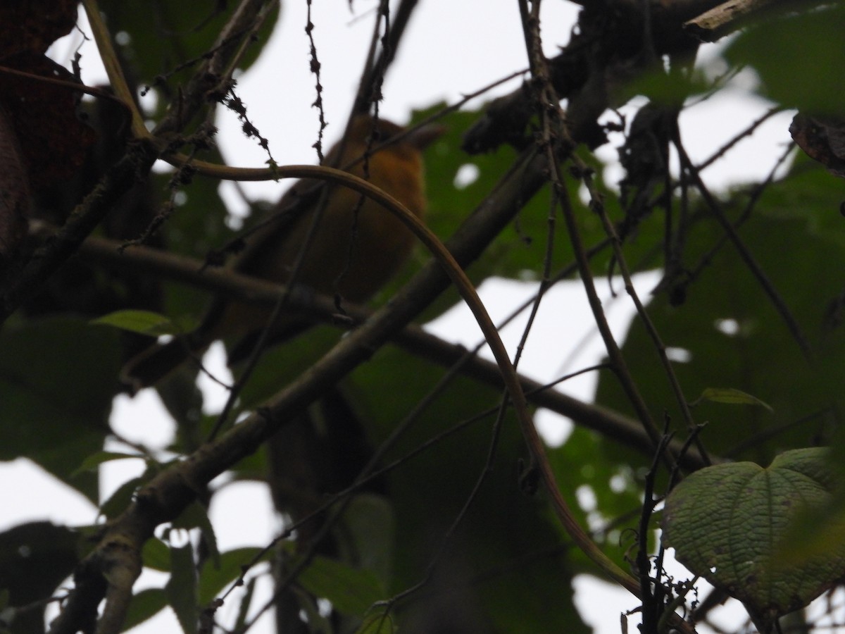 Scarlet Tanager - ML645777668