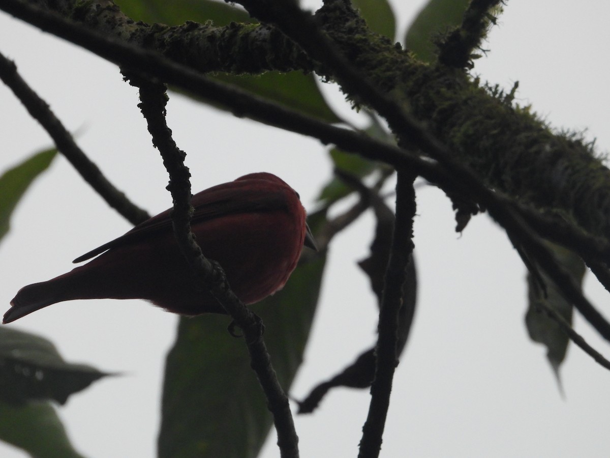 Scarlet Tanager - ML645777669