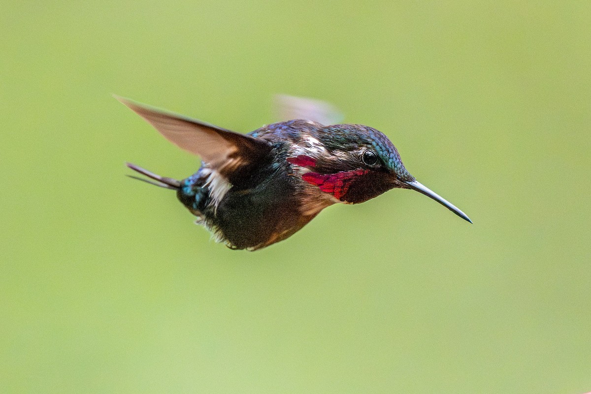 Gorgeted Woodstar - ML645777671