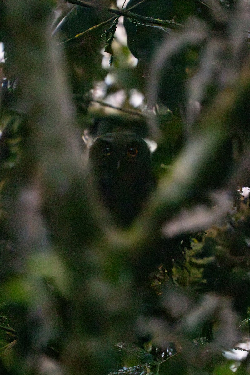 Choco Screech-Owl - ML645777672