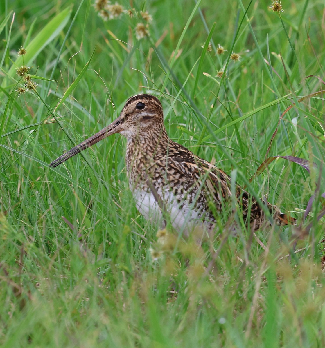 Pantanal Snipe - ML645777673