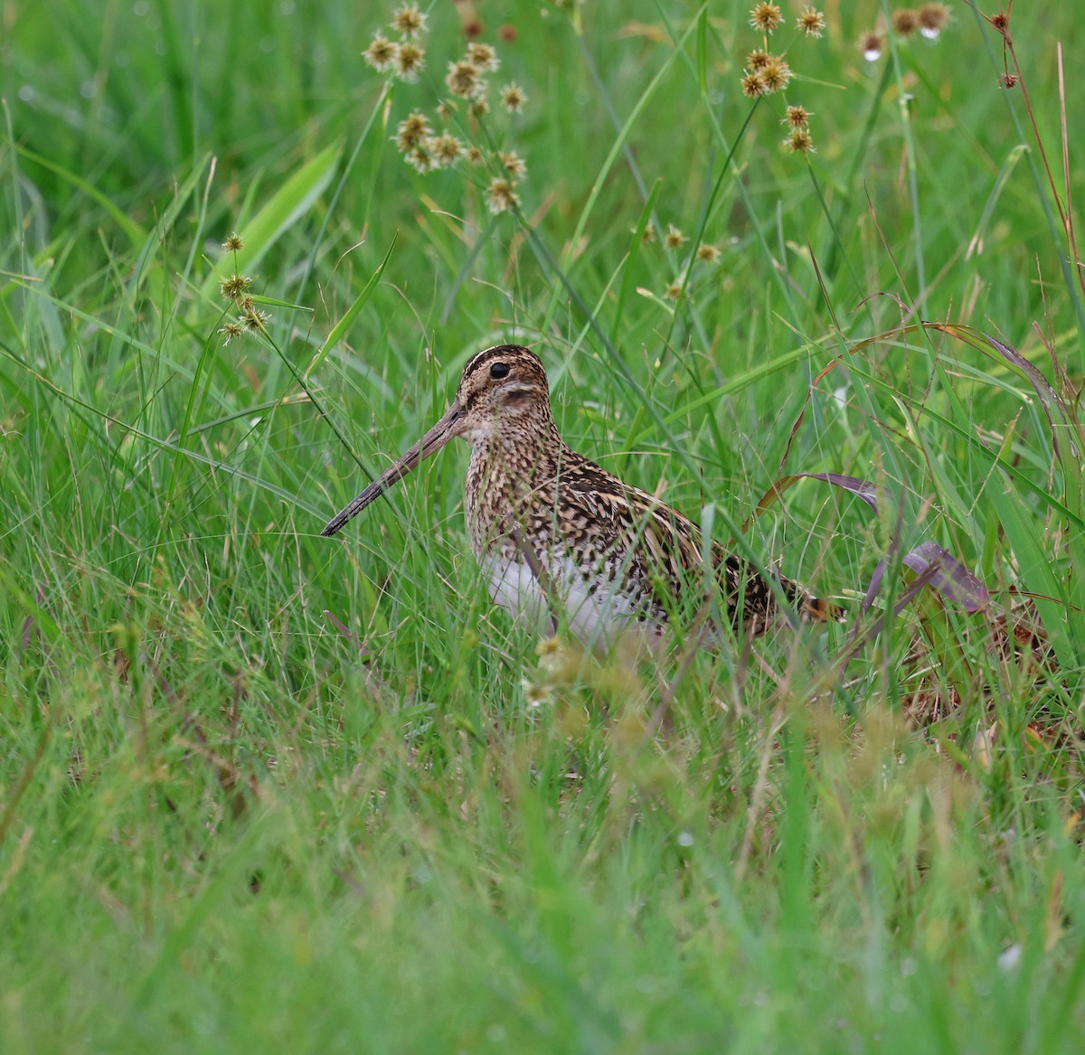 Pantanal Snipe - ML645777674
