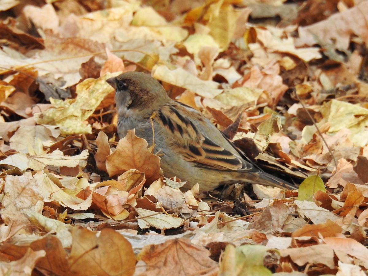 vrabec domácí - ML645777675