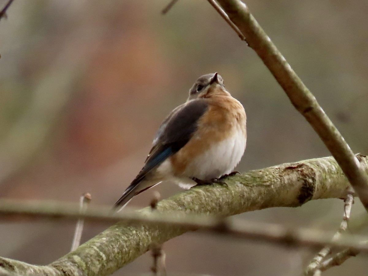Eastern Bluebird - ML645777677