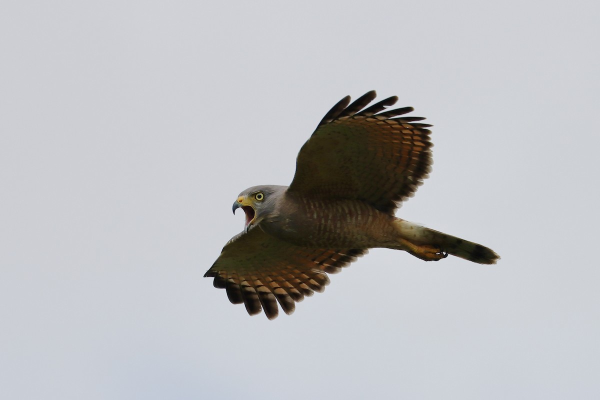 Roadside Hawk - ML645777680