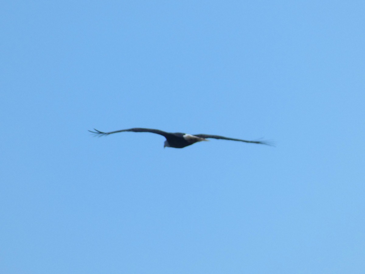 ハクトウワシ - ML645777688