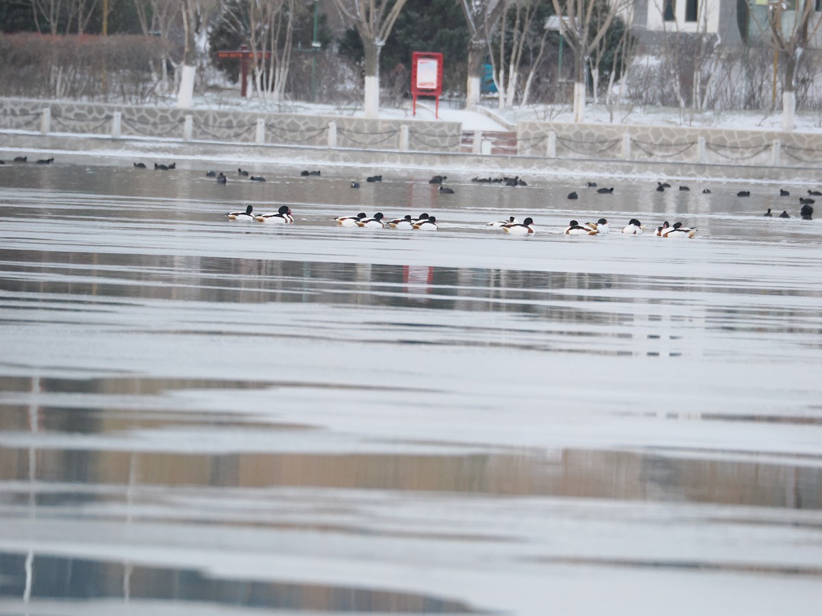 Common Shelduck - ML645777689