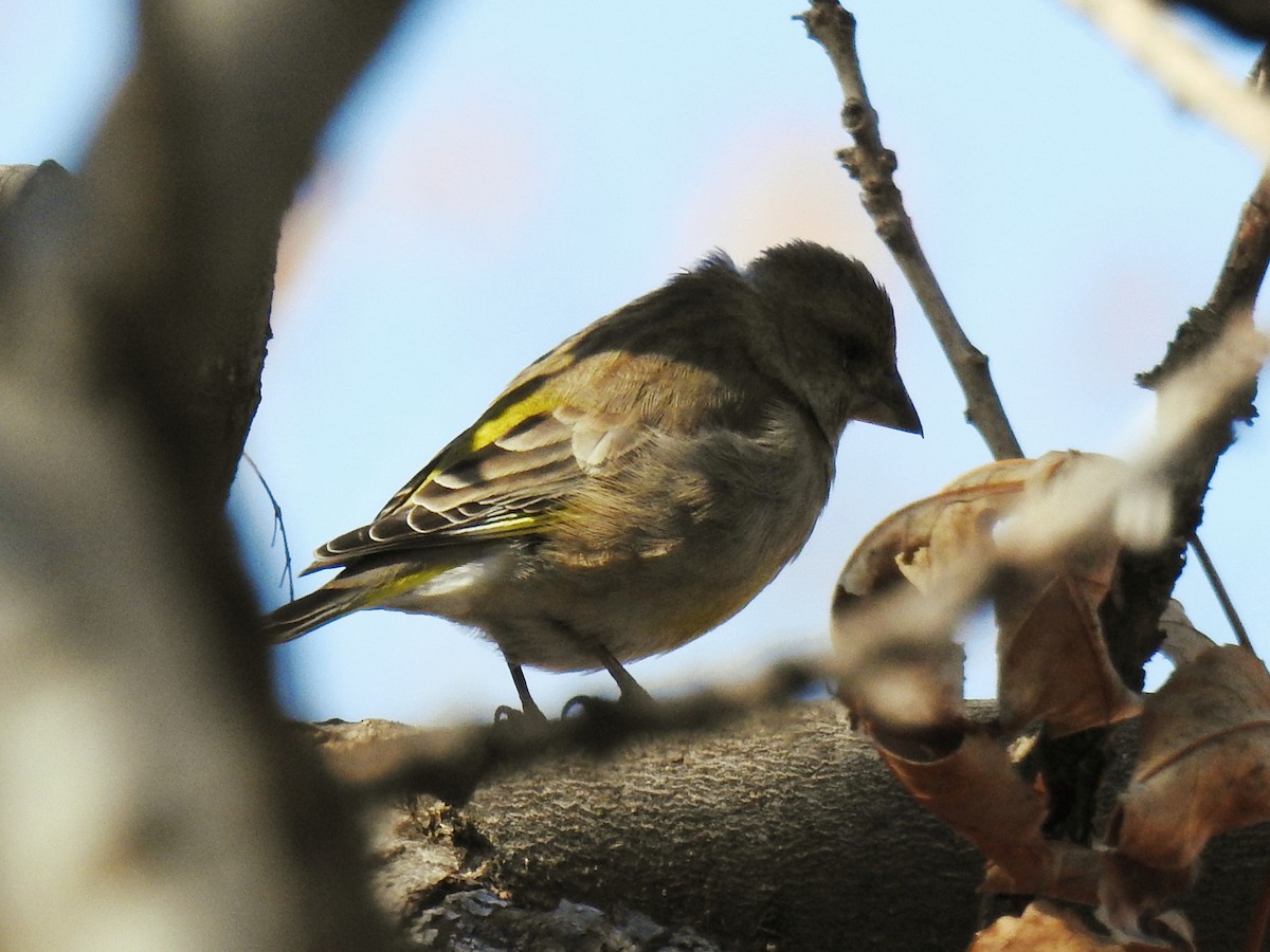 European Greenfinch - ML645777694