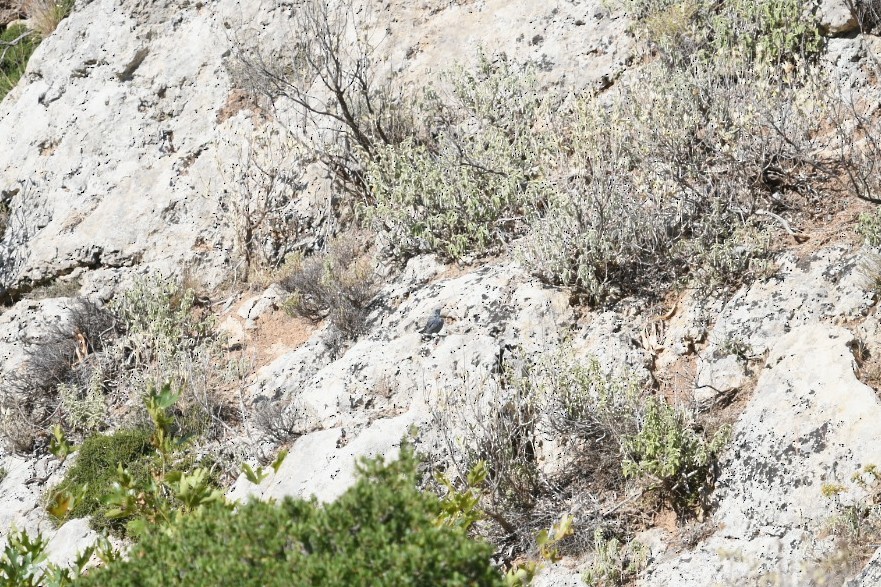 Blue Rock-Thrush - ML645777695