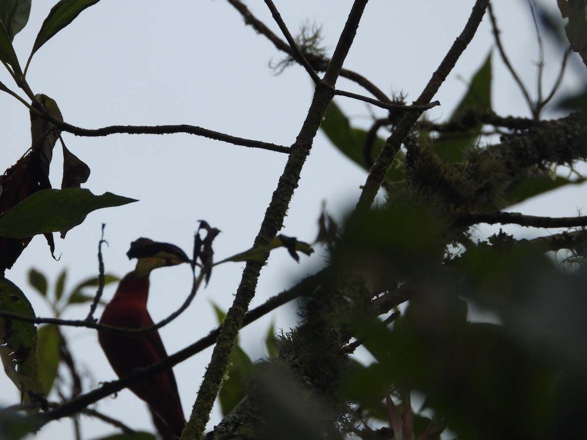 Scarlet Tanager - ML645777697