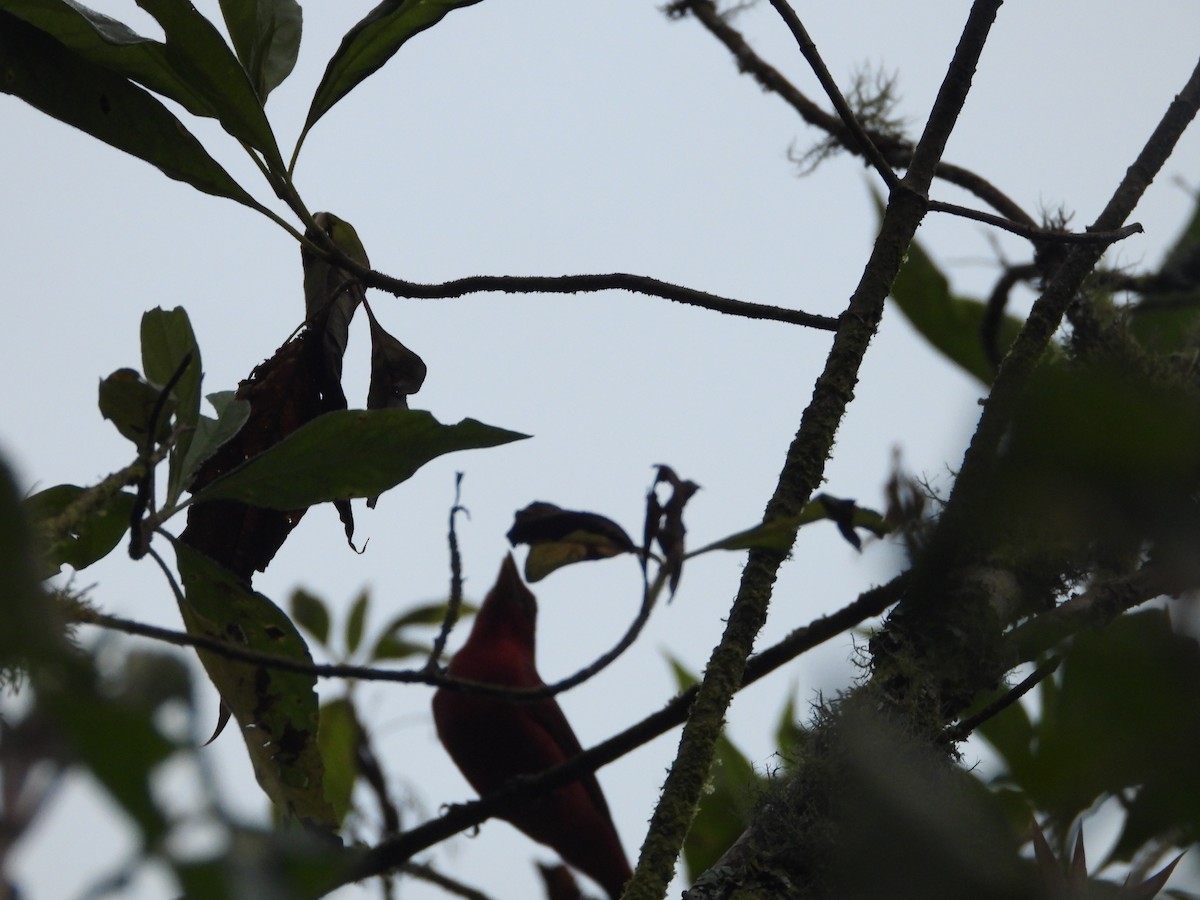 Scarlet Tanager - ML645777698