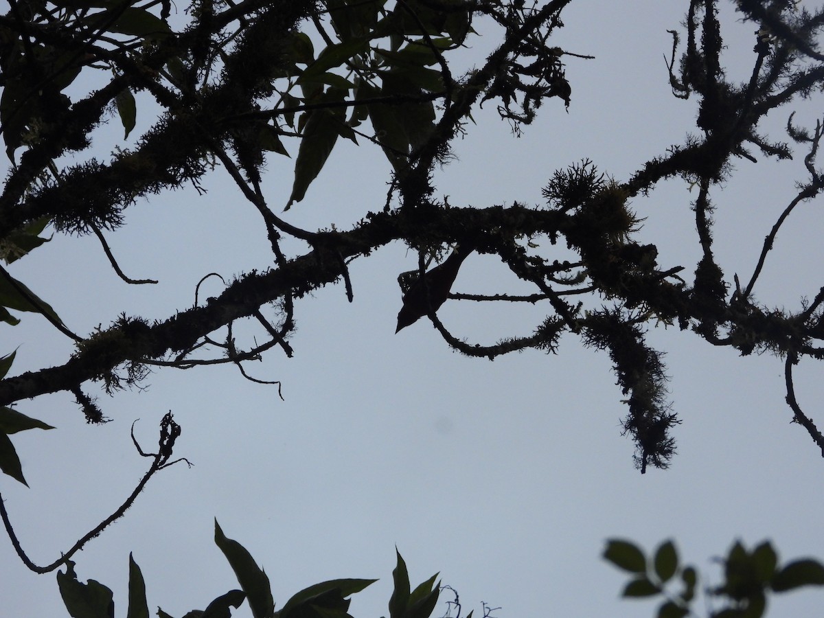 Scarlet Tanager - ML645777699