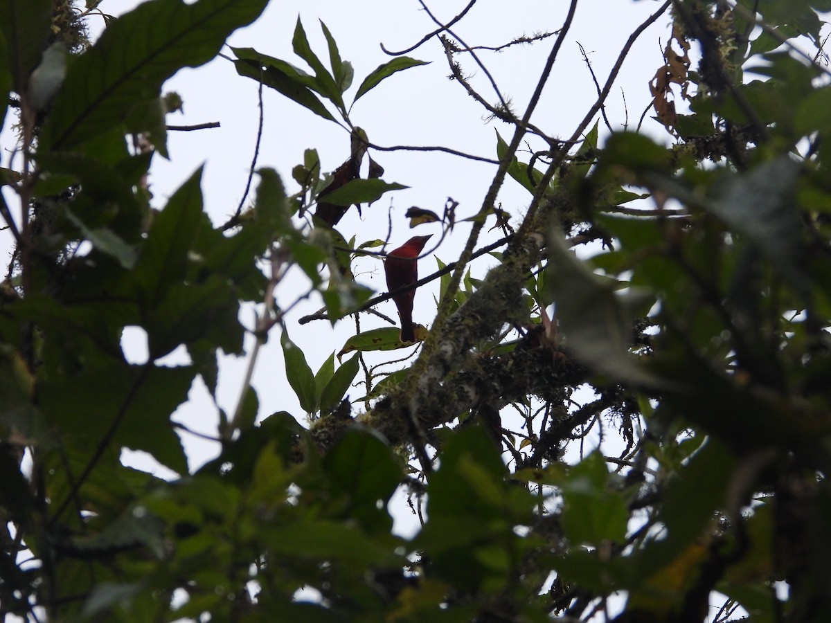 Scarlet Tanager - ML645777700