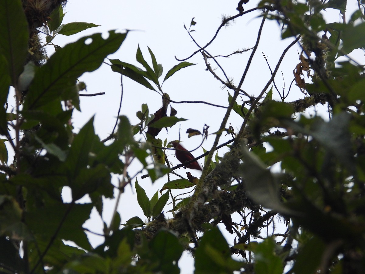 Scarlet Tanager - ML645777702