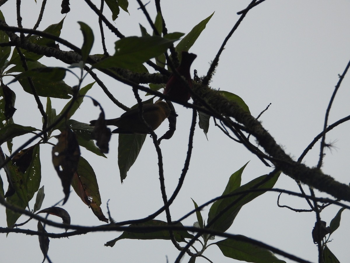 Scarlet Tanager - ML645777703