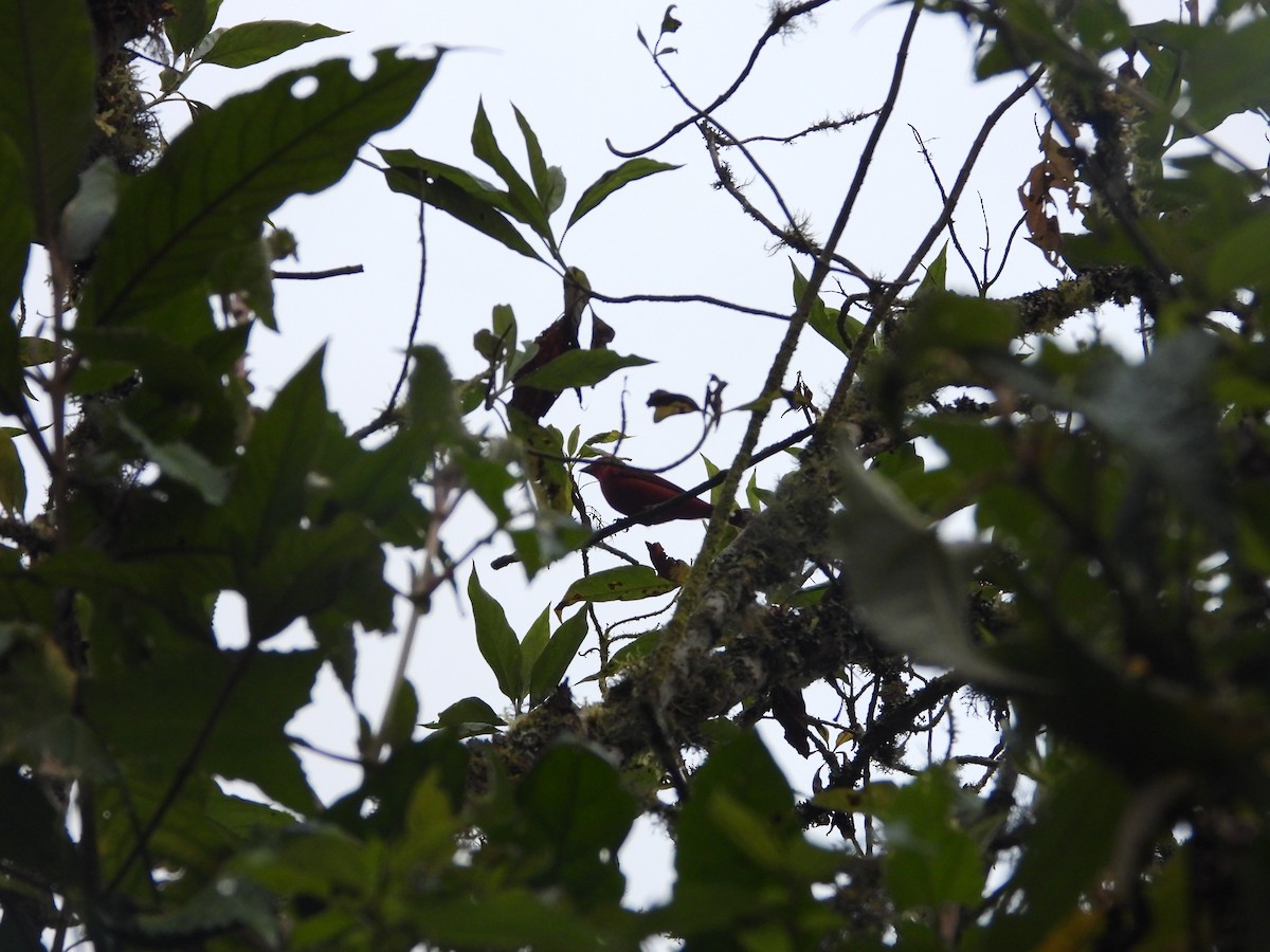 Scarlet Tanager - ML645777704