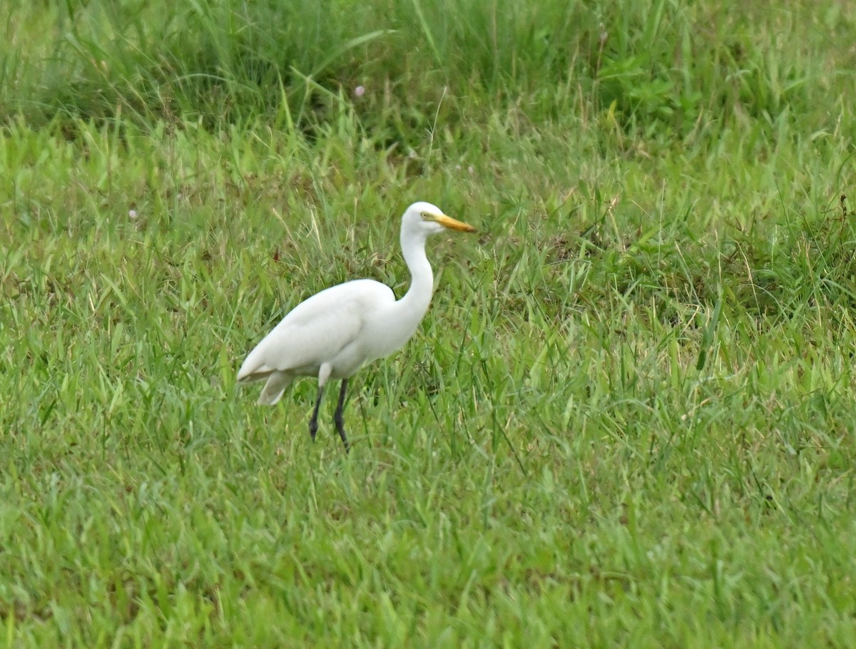 Great Egret - ML645777709