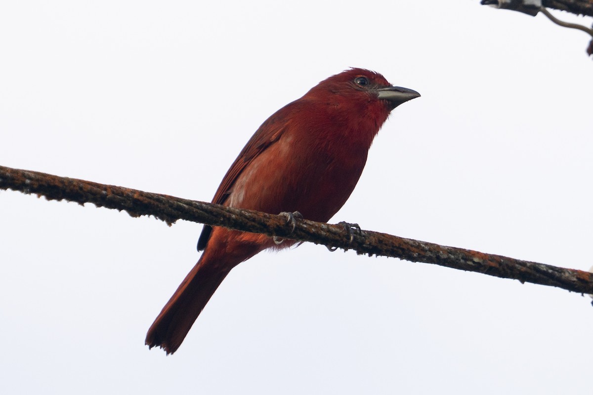 Hepatic Tanager - ML645777714