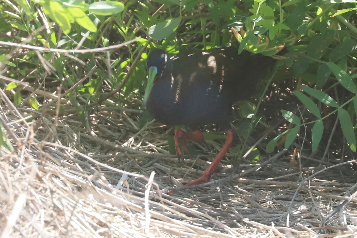 Plumbeous Rail - ML645777716