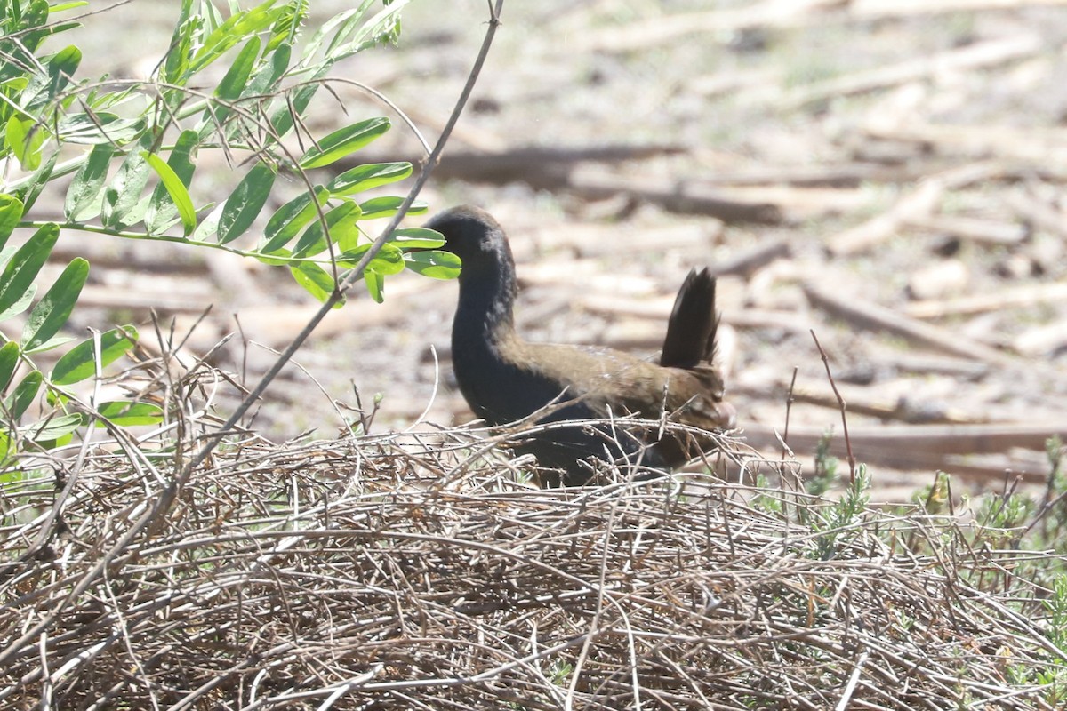 Plumbeous Rail - ML645777718