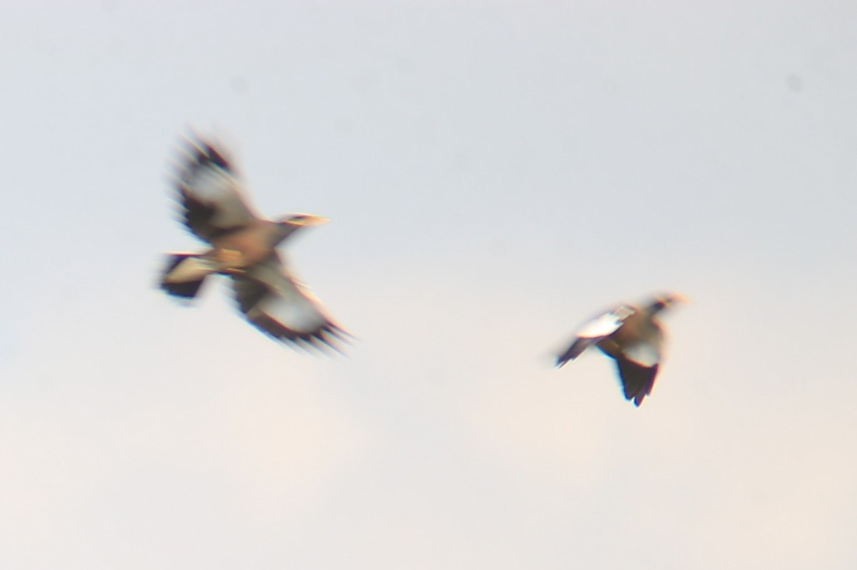 Common Myna - ML645777721