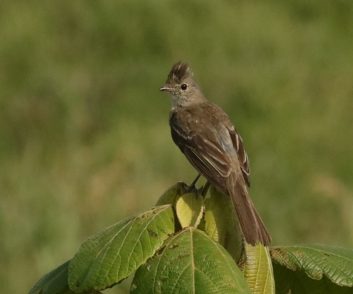 Yellow-bellied Elaenia - ML645777723