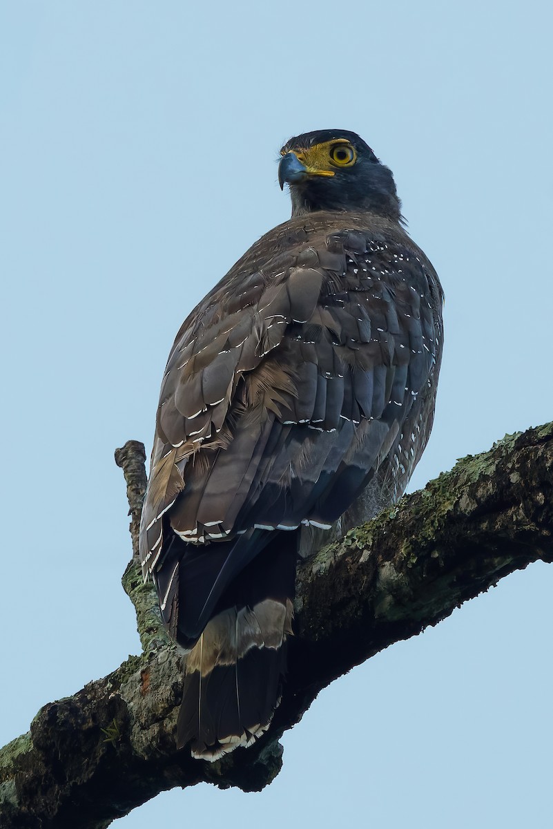 Crested Serpent-Eagle - ML645777725