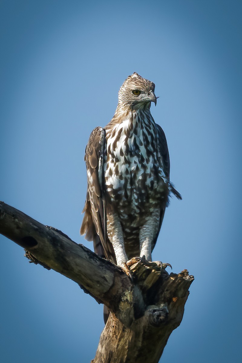 Changeable Hawk-Eagle - ML645777727