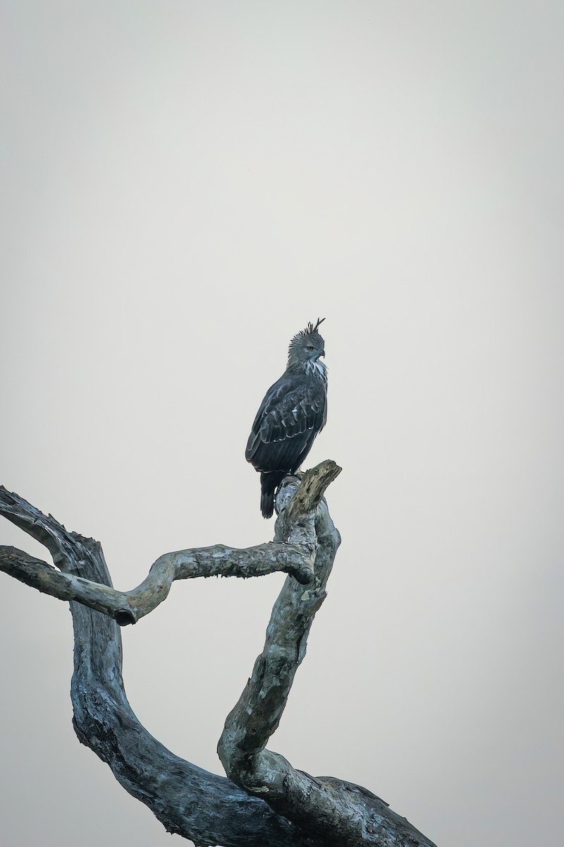 Changeable Hawk-Eagle - ML645777728