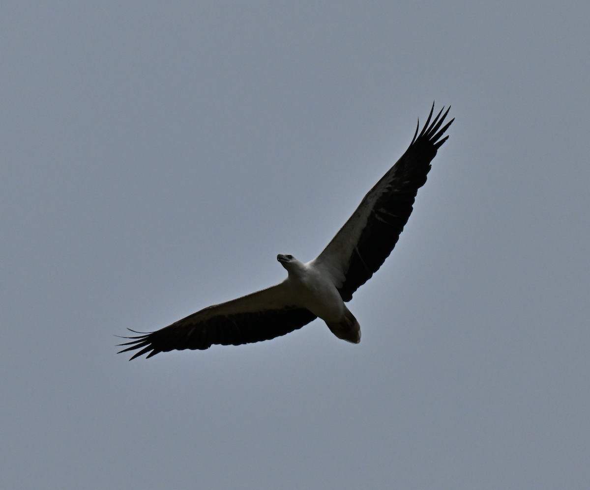 White-bellied Sea-Eagle - ML645777730