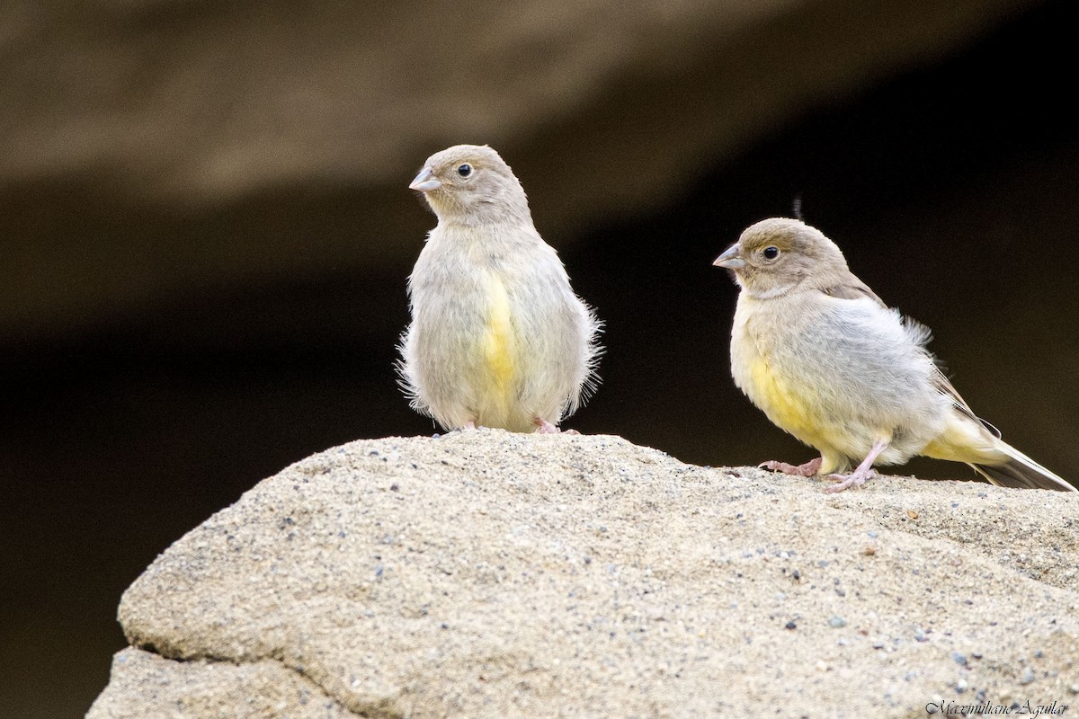 Patagonian Yellow-Finch - ML645777732