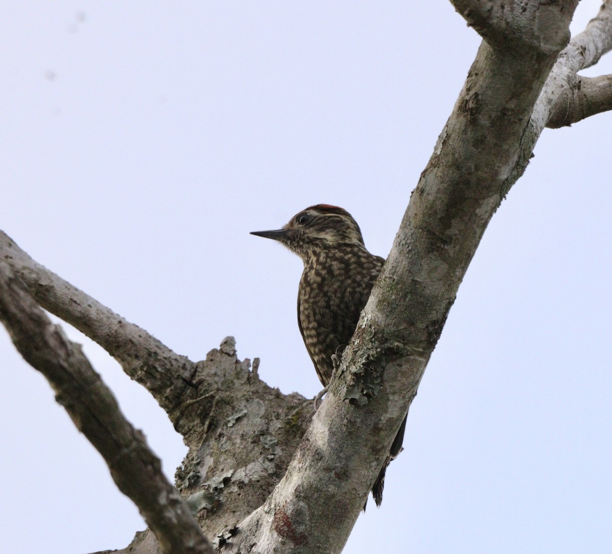 White-spotted Woodpecker - ML645777733