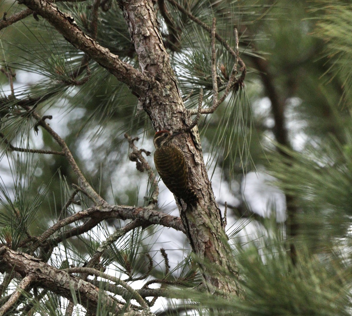 White-spotted Woodpecker - ML645777734
