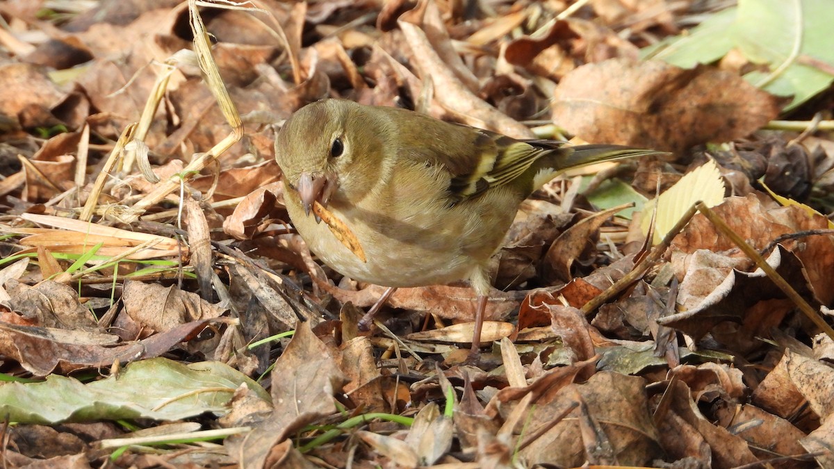 Common Chaffinch - ML645777735