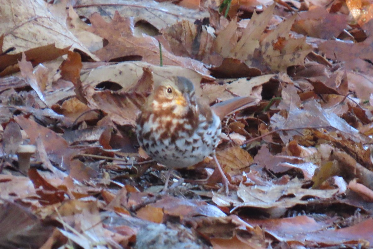 strnadec kaštanový - ML645777746