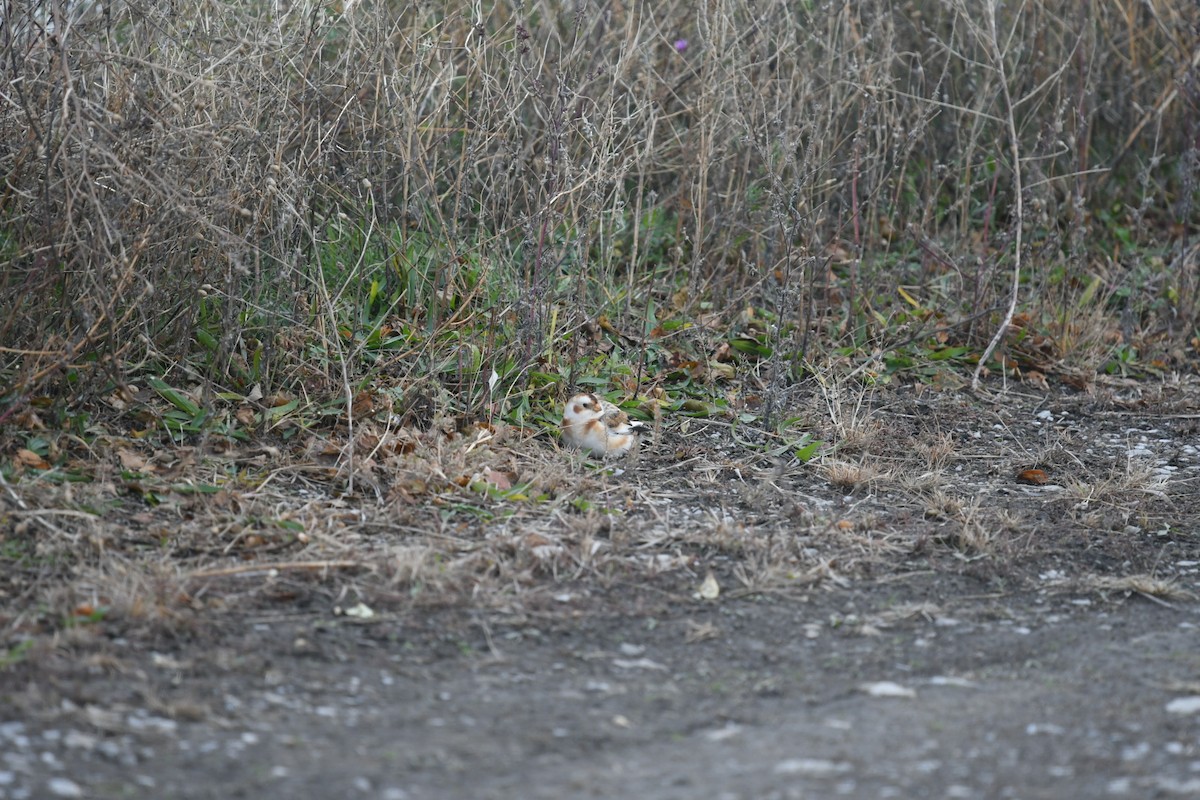 Snow Bunting - ML645777747