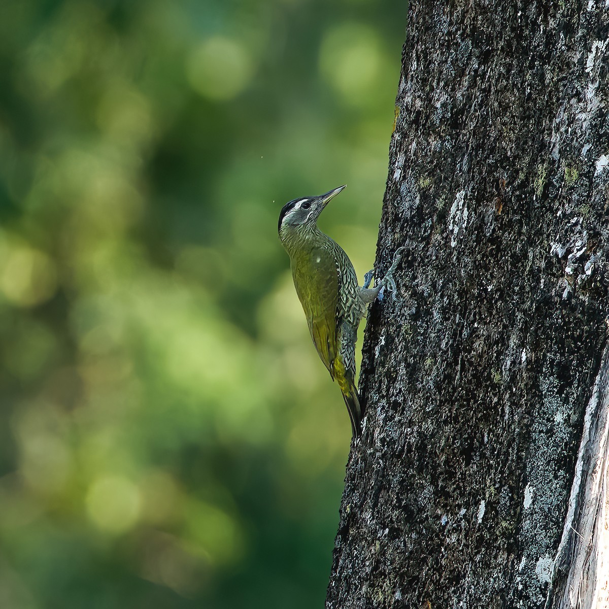 Streak-throated Woodpecker - ML645777756