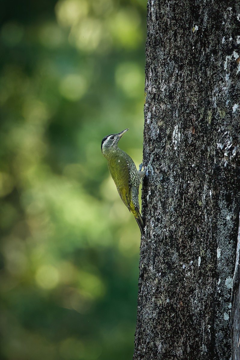 Streak-throated Woodpecker - ML645777757