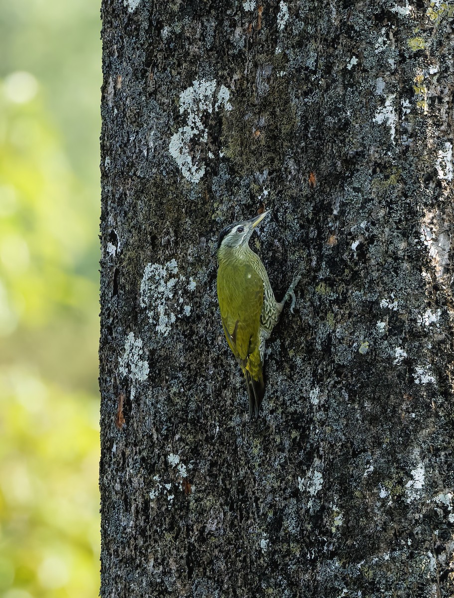 Streak-throated Woodpecker - ML645777758