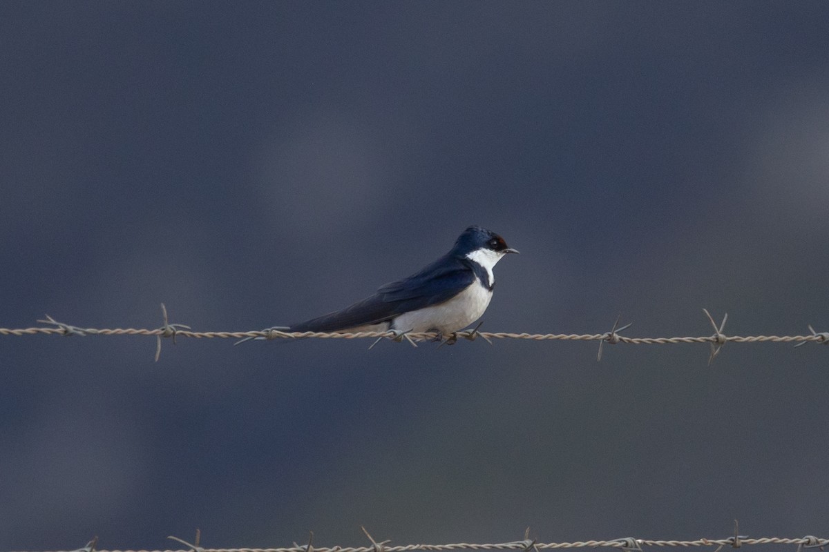 White-throated Swallow - ML645777759